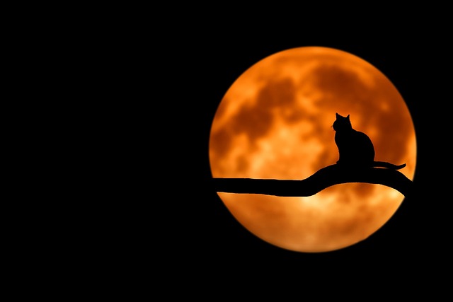 kočka v noci